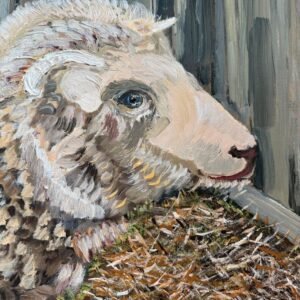 Sheep Portrait